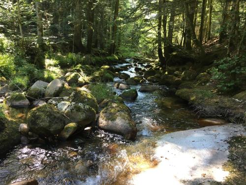 a stream of water with rocks in a forest at Gîte " Orée des bois" in Vertolaye