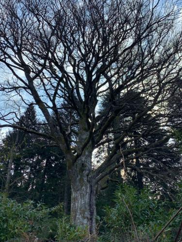 a large tree in the middle of a field at Gîte " Orée des bois" in Vertolaye