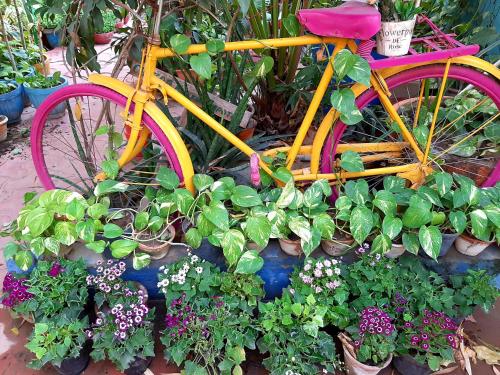 Una bicicleta colorida estacionada en un montón de plantas en The Coral House Homestay by the Taj, en Agra