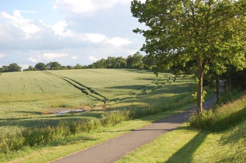a tree on the side of a road next to a field at Ostsee Pension Pohnsdorfer Mühle in Sierksdorf