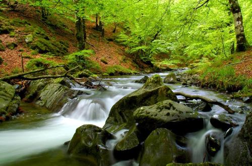 a stream of water with rocks in a forest at Pedroenea Apartamento Elizondo in Elizondo