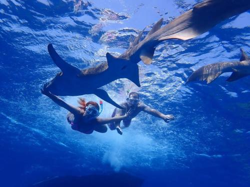 a group of people swimming in the water with dolphins at Athens View Hotel in Guraidhoo