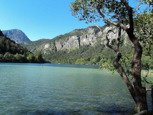 a lake with a tree in front of a mountain at Hotel- Pension Oechsner in Bad Reichenhall