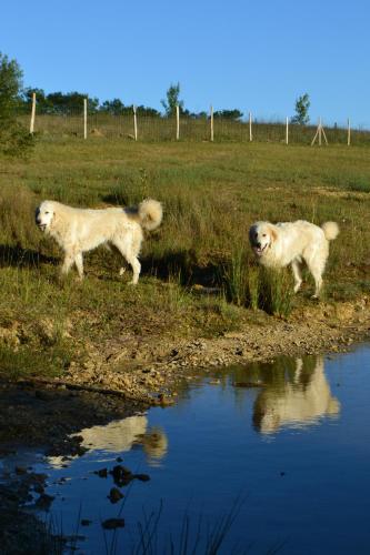 two dogs walking in a field next to a body of water at Domaine Ecoline in Sadirac