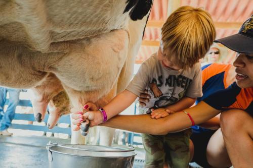 a young boy is milking a cow in a bucket at Hotel Fazenda Dona Carolina in Itatiba