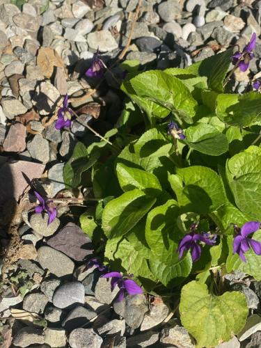 a group of purple flowers on the rocks at Dolce Vita in Tuscany B&B in Capannori