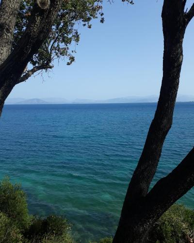 a view of the ocean through a tree at Notoshouse in Nótos