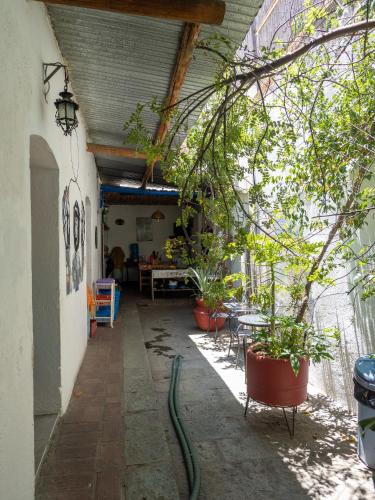a hallway with potted plants in a building at Hostal Luz de Luna Nuyoo in Oaxaca City