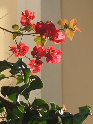 a plant with red flowers in a vase at Ninho Salino in Cascais