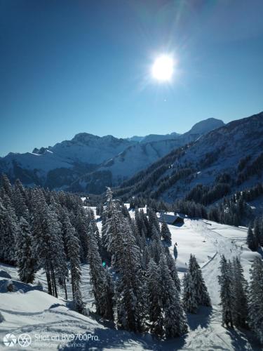 a group of trees in the snow on a mountain at Haus Furka in Damuls
