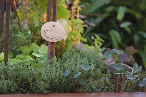 a small mushroom in a garden of plants at Hotel & Restaurant Bergschlösschen in Buckow