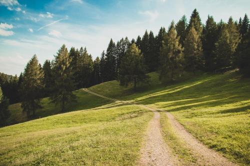 a dirt road on a grassy hill with trees at Karlshütte in Avelengo