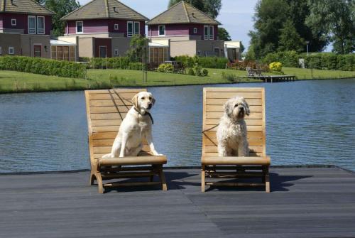 two dogs are sitting in chairs next to the water at Antibes 278 - Kustpark Village Scaldia in Hoofdplaat