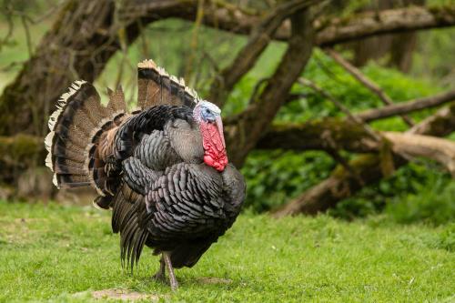 a turkey standing in the grass in a field at Living Legends - Tiny House auf den Wiesen der Edermühle in Grosspertholz