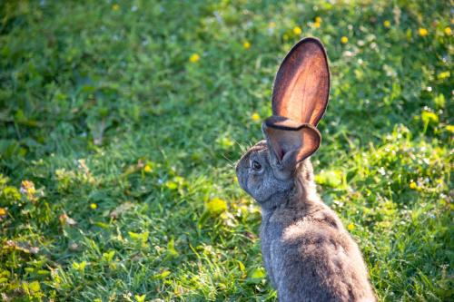 a rabbit with its ears up in a field at Living Legends - Tiny House auf den Wiesen der Edermühle in Grosspertholz