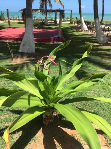 a green plant in a park with palm trees at Parador Algaroba in Japaratinga