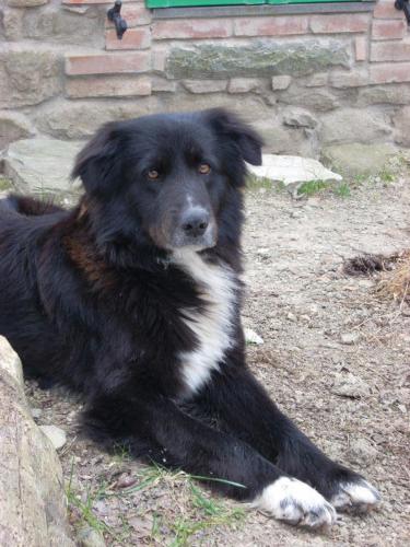 a black and white dog laying on the ground at All'Antico Silbule in Capolona