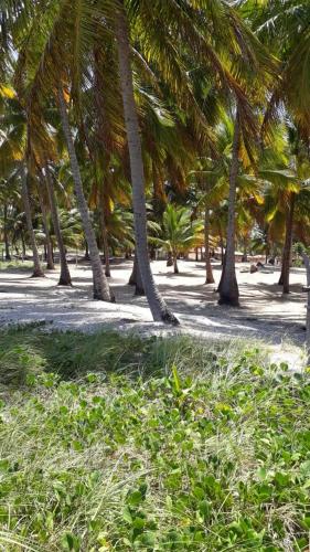 a group of palm trees in a field at Parador Algaroba in Japaratinga