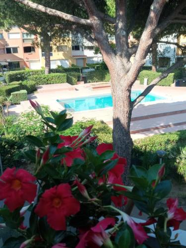 un arbre et des fleurs devant une piscine dans l'établissement DUPLEX CAP D AGDE PISCINE, au Cap d'Agde