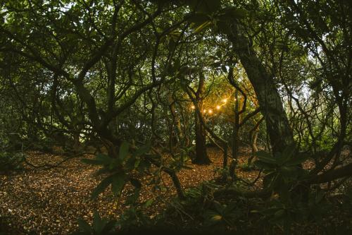 a forest of trees with the sun shining through them at Vallåsens Värdshus STF Hostel in Våxtorp