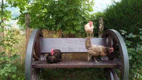 Altri animali domestici presso l'appartamento o nei dintorni