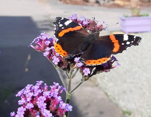 a butterfly is sitting on a purple flower at Off Grid 1-Bed Cabin Pets Ok 20 mins to Dunoon in Blairmore