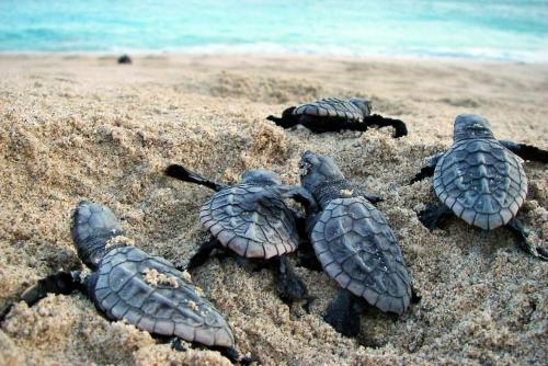 a group of turtles in the sand on a beach at Dune View Cottage in Sodwana Bay