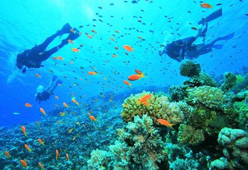 two people swimming over a coral reef with fish at Dune View Cottage in Sodwana Bay