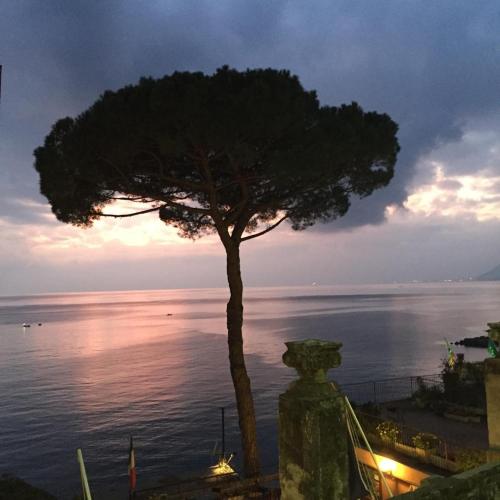 a tree in front of the ocean with the sunset at La Casa della Fiore in Camogli