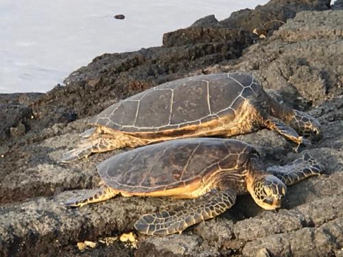 two turtles laying on a rock at Ala Kai Bed and Breakfast in Keaau