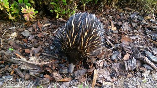 a bird is sitting on the ground at 31 The Rocks in Stanthorpe