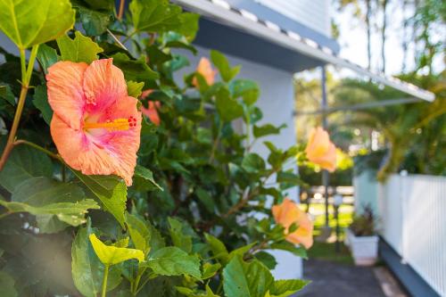 Un jardín fuera de Blueys Motel