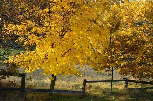 a tree with yellow leaves next to a fence at Penzion Vital in Liberec
