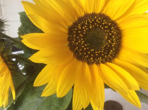 a yellow sunflower is sitting in a vase at B&B De Kastanjeboom in Jabbeke