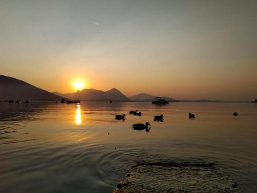 a group of ducks swimming in the water at sunset at Danilo Apartments in Baveno