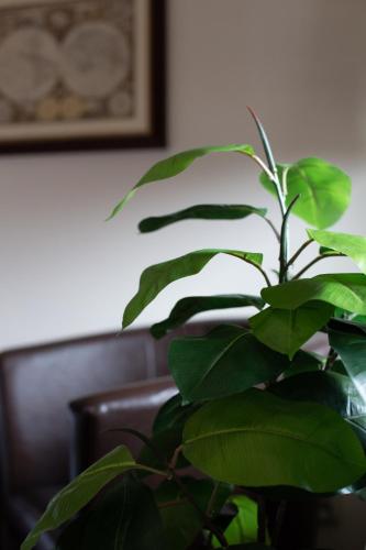 a plant with green leaves in front of a couch at Camping Motel WOK in Warsaw