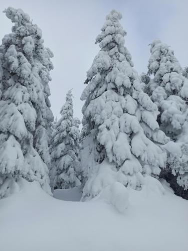a group of pine trees covered in snow at Walpurgis Hexe in Braunlage