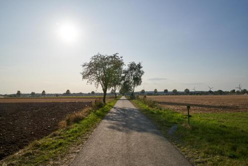 a dirt road with a tree in the middle of a field at K 357 - Low budget Hotel in Ratekau bei Lübeck in Ratekau