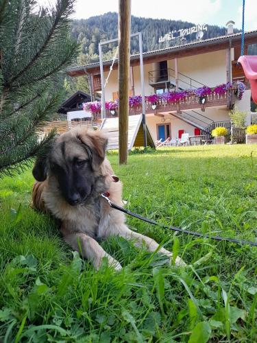 宿泊客と一緒にAlpine Touring Hotel-petfriendlyに滞在中のペット