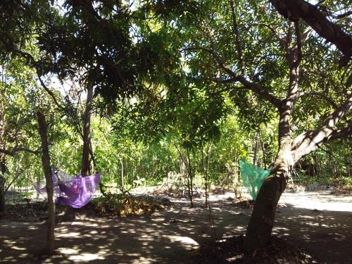 an umbrella hanging from a tree in a forest at Eco-Camping Mango Feliz Rincón del Mar in San Onofre