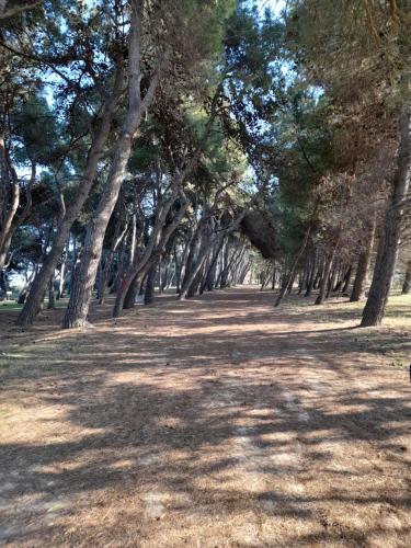 a row of trees in a park with grass at BOUGANVILLE casa vacanza ambiente climatizzato con wi fi in Pineto