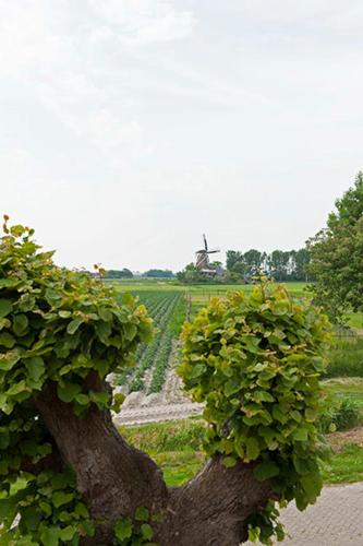 a tree with green leaves on it in a field at Bed and Breakfast Lauwersstate in Paesens