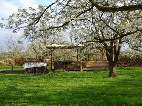 a tree in a field with a wooden fence at Pension Williams in Seebach