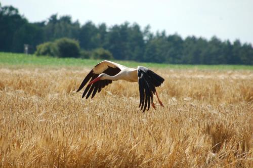 Άλλα ζώα σε αυτό το διαμέρισμα ή στη γύρω περιοχή