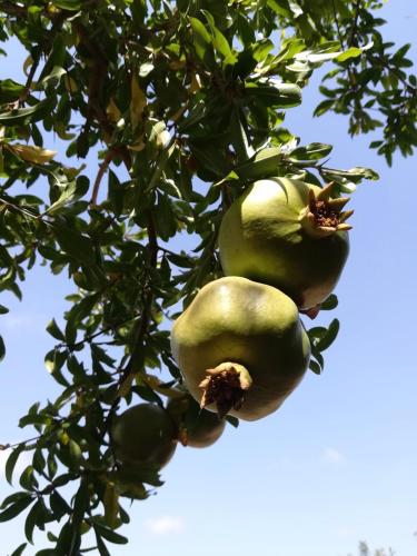 a bunch of green apples hanging from a tree at Galeta Masseria in Nardò