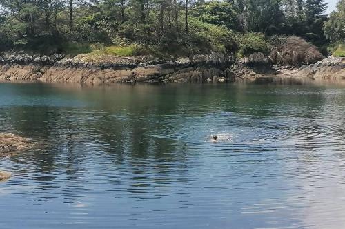 a duck swimming in a body of water at Harbourside House Glengarriff in Glengarriff