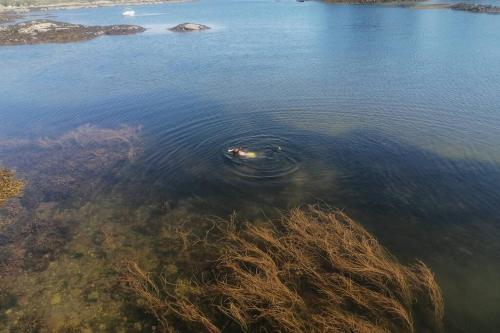 an object is floating in the water at Harbourside House Glengarriff in Glengarriff