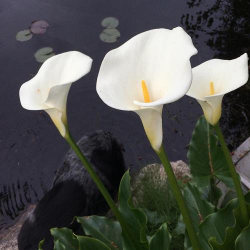 two white flowers next to a body of water at Cycle Inn Bed and Breakfast in Langford