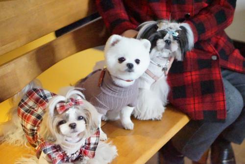 two dogs are sitting on a table with at Hi Jeju Hotel in Jeju