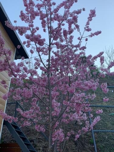 a tree with pink flowers in front of a house at Tianen Farm in Hualing